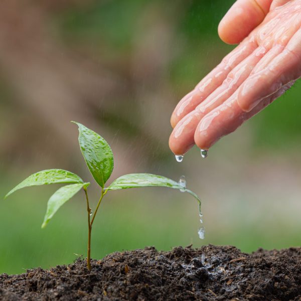 close up picture of hand watering the sapling of the plant